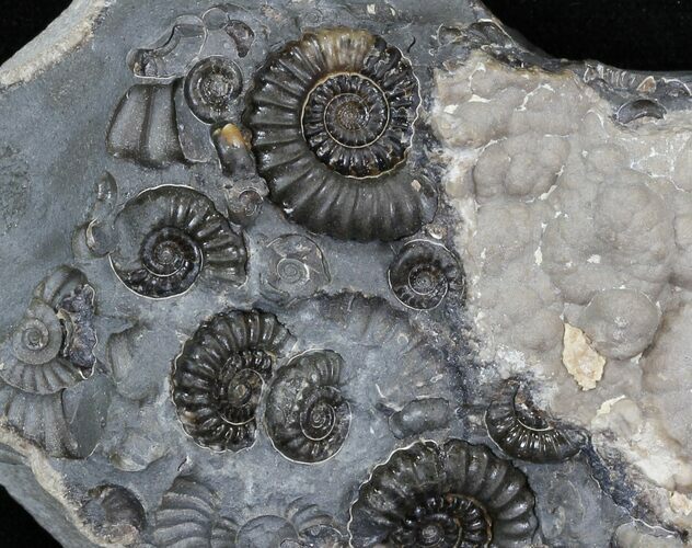 Marston Magna Ammonite Cluster #30759